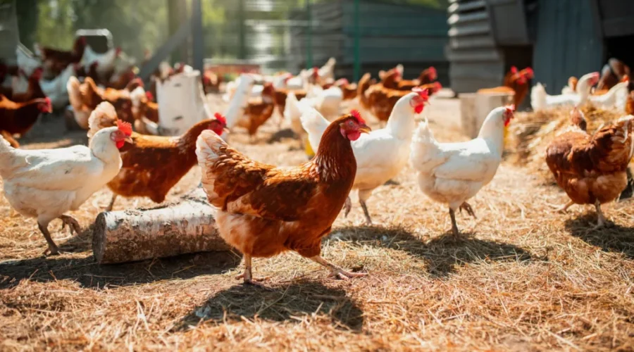 Did you know you can actually “RENT A CHICKEN”?