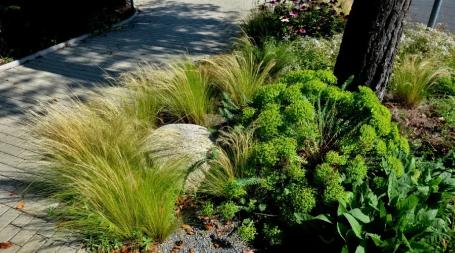 Thunder Bay launches boulevard garden declaration system