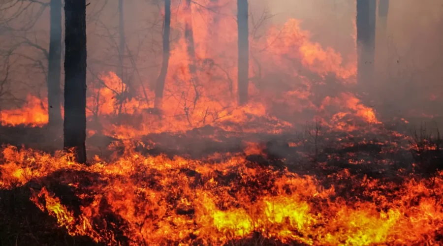 Forest fire pilots need higher wages: union