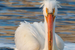 _60A8251-Edit