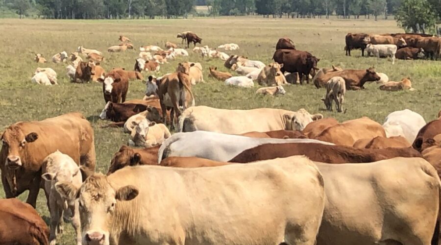 Funding offered for community pastures