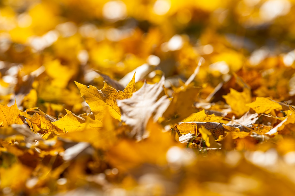 yellow leaves on a tree