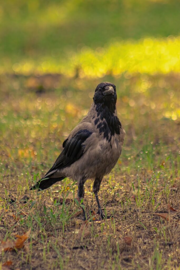 a bird standing on grass