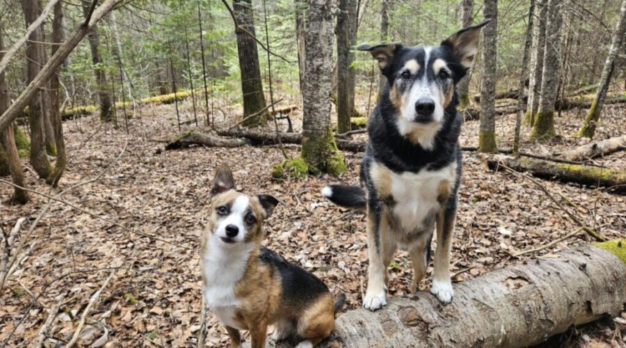 Introducing… The Dog Classroom!