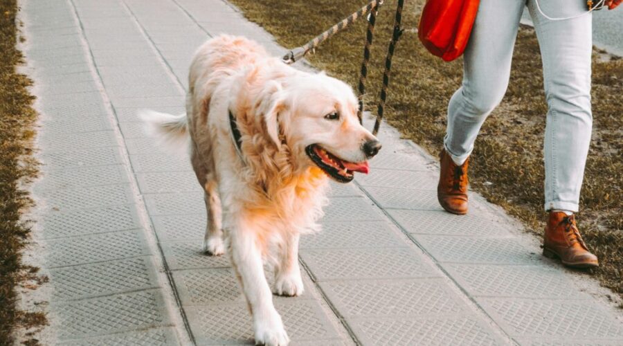 Dog walking etiquette by Anne Marie Mayes