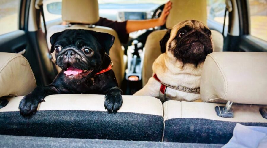 URide offering new option to travel with your pet