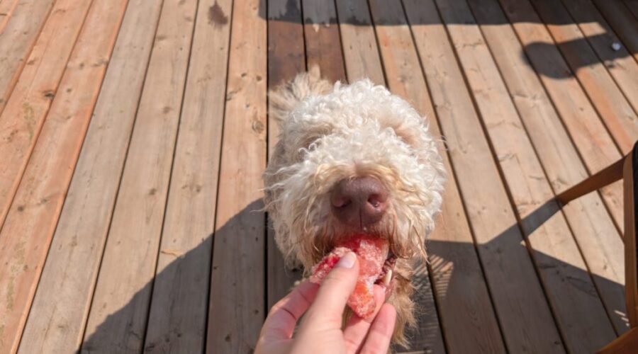 Mack’s guide to not melting in the summer
