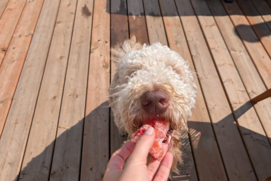 Mack’s guide to not melting in the summer