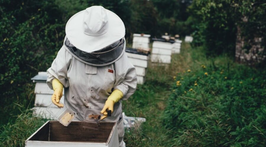 Federal and provincial governments investing $1.7 million to support beekeeping operations
