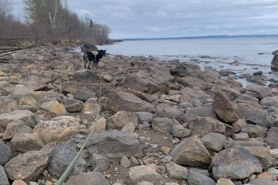 The Magic of Slowing Down (Even Just for a Walk)