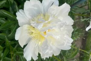 img_3_1751045912127