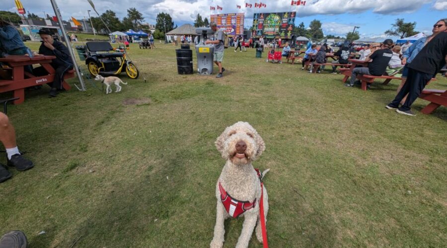 Come for the ribs, stay for the Mack (& a lesson in dog etiquette)