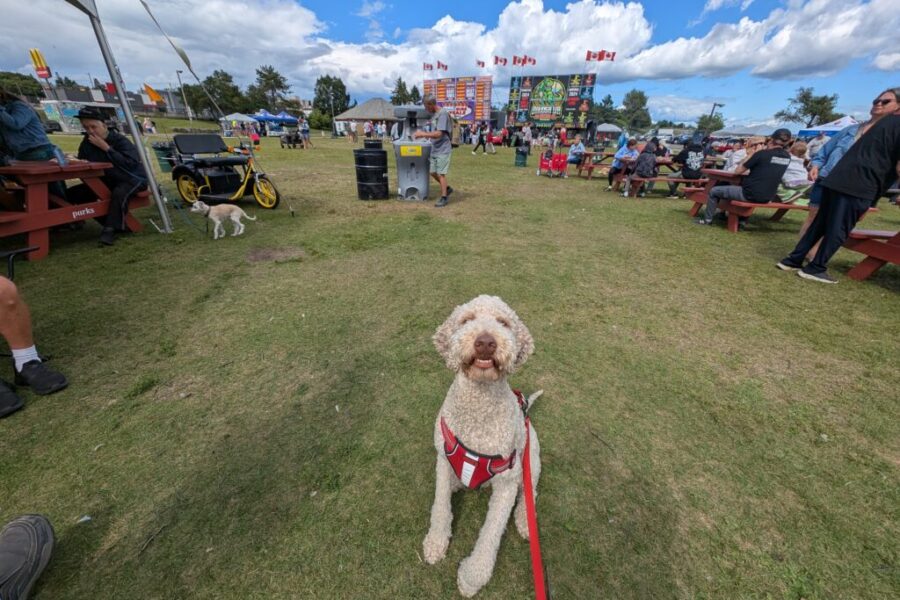 Come for the ribs, stay for the Mack (& a lesson in dog etiquette)