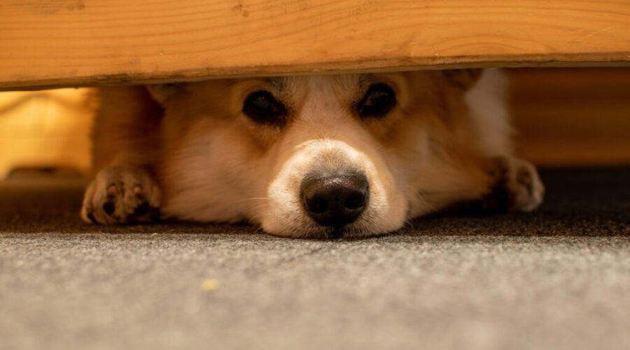 The Dog Classroom: Trigger Stacking