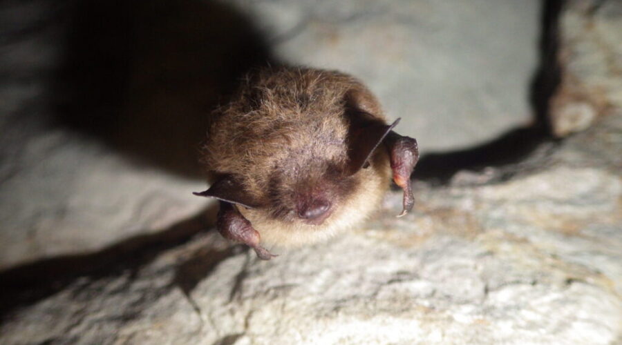 Rabies found in bat near Fort Frances