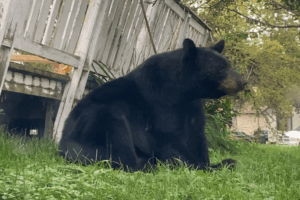 Bear