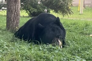 Bear