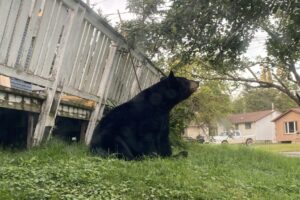 Bear