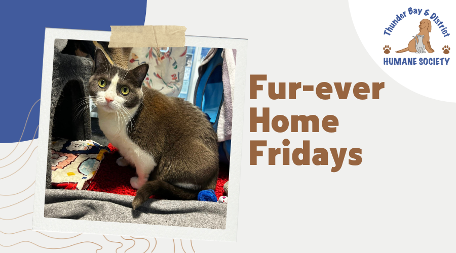 Fur-ever home Fridays: Greyce 