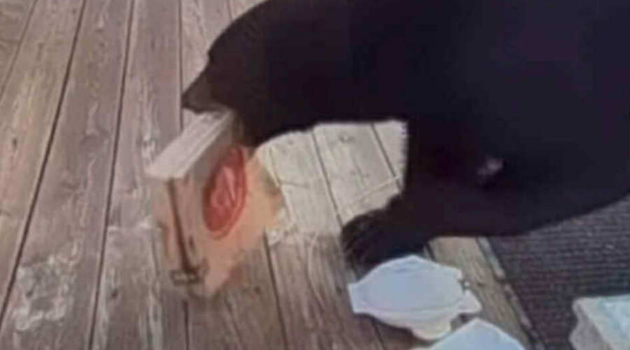 Yogi Upgraded His Picnic Basket! (Thanks to our Country 105 listener Olivia for this headline!) Watch the Video Here!