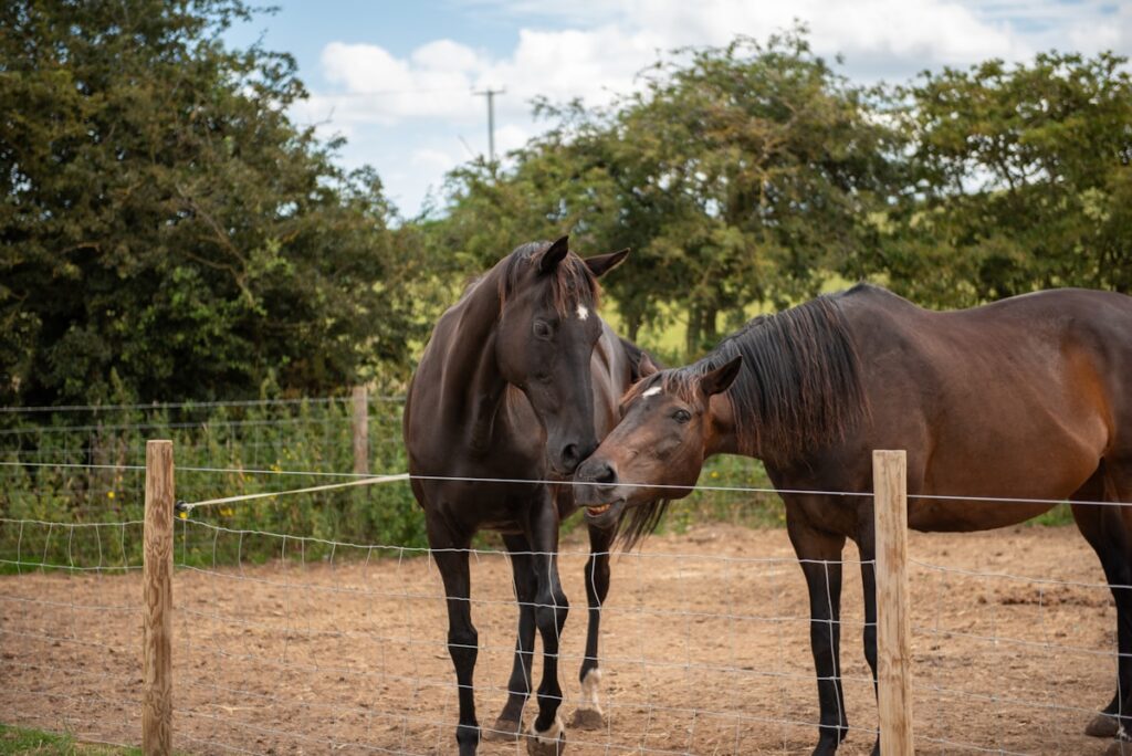 a couple of brown horses standing next to each other