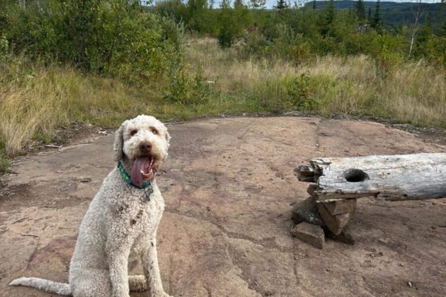 The magic (and consequences) of a bush walk