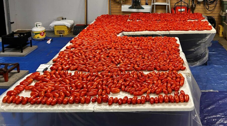 August and September…tomato sauce season! Danny’s homemade recipe!