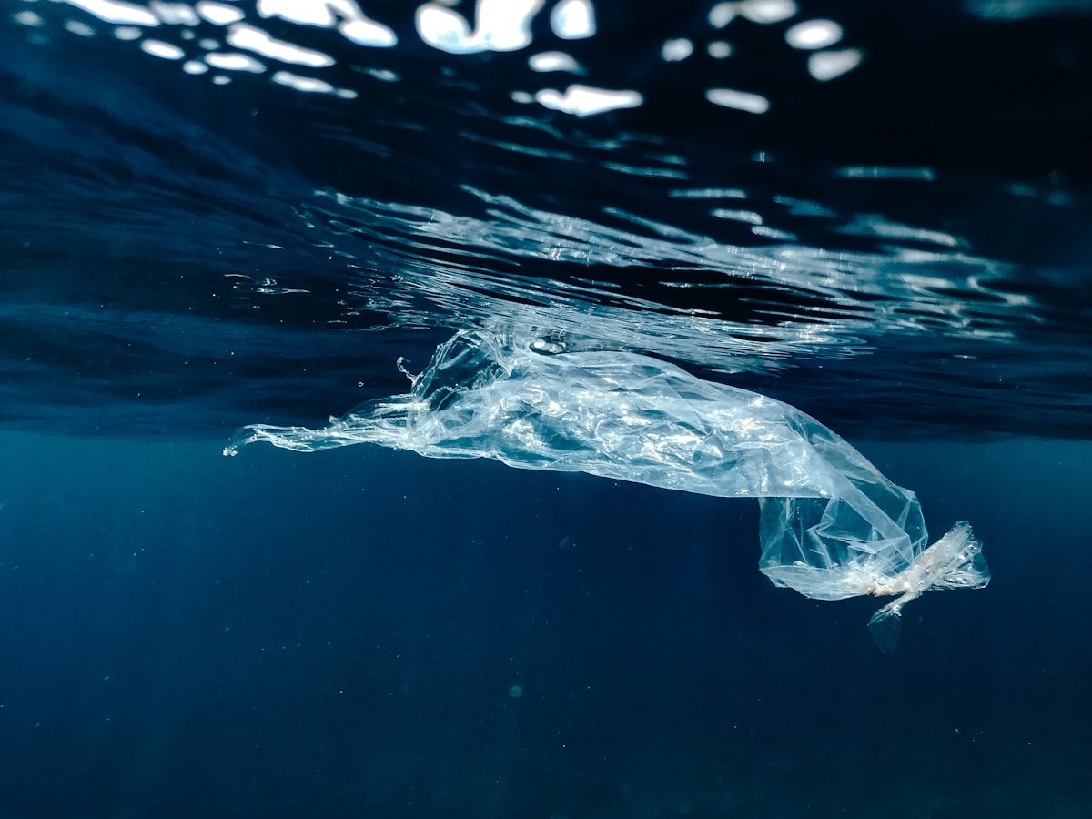 A plastic bag floating in the water