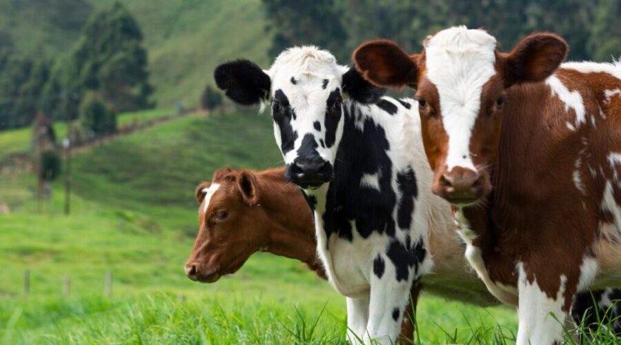 Jazz music and….cows!