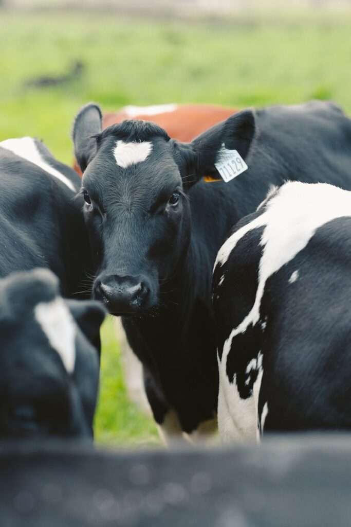 a herd of cows standing on top of a lush green field