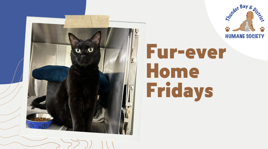 Fur-ever home Fridays: Cora