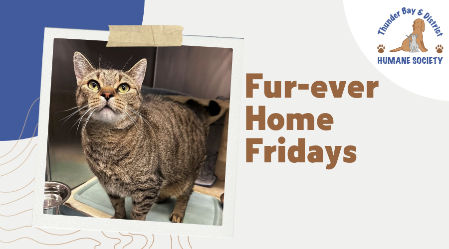 Fur-ever home Fridays: BD
