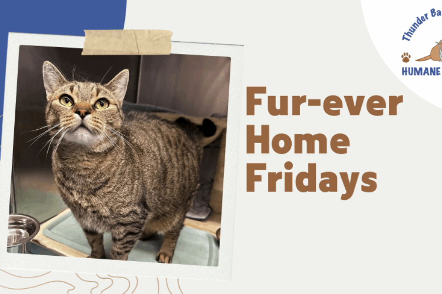 Fur-ever home Fridays: BD