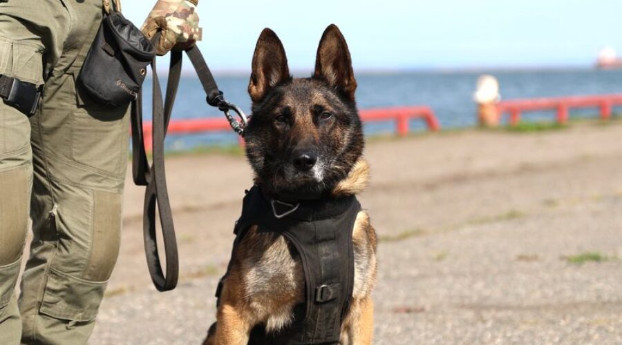 City police service dog helps locate individual in distress