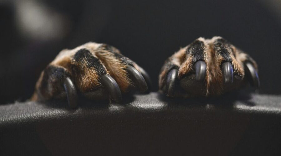 The Dog Classroom: How to trim your dog’s nails