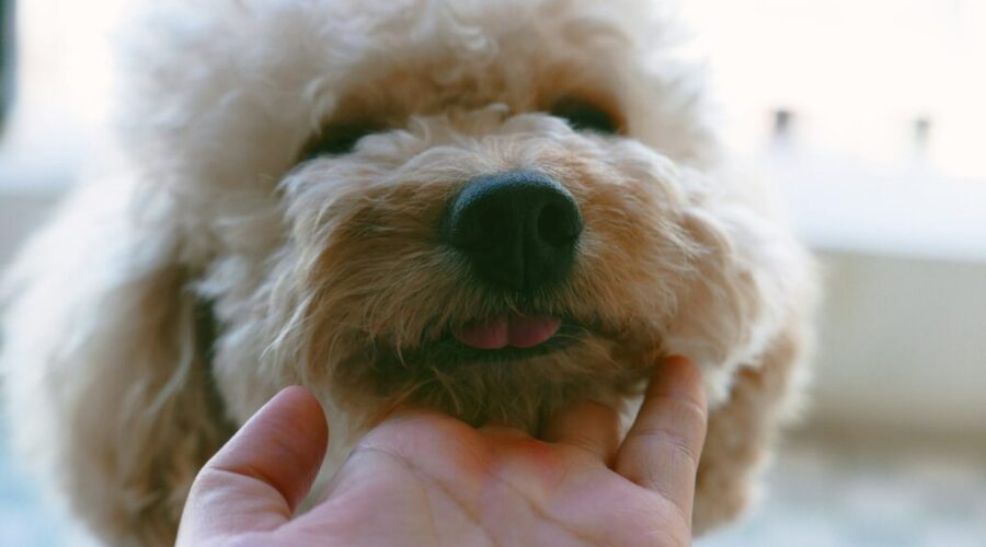 The Dog Classroom: Right on target – ways to use a hand target behaviour (part 2)