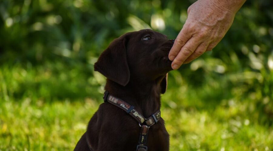 The Dog Classroom: Right on target – ways to use a hand target behaviour (part 1)