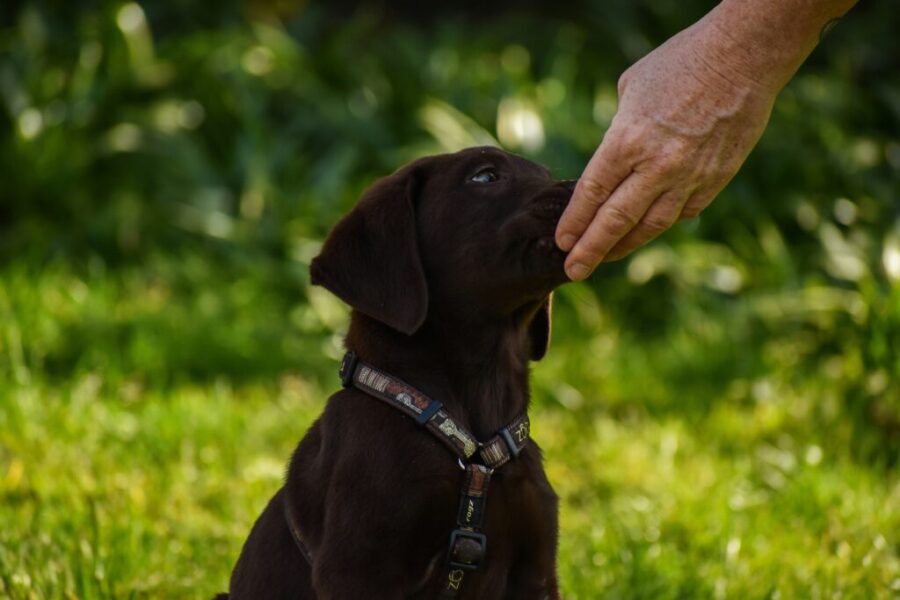 The Dog Classroom: Right on target – ways to use a hand target behaviour (part 1)