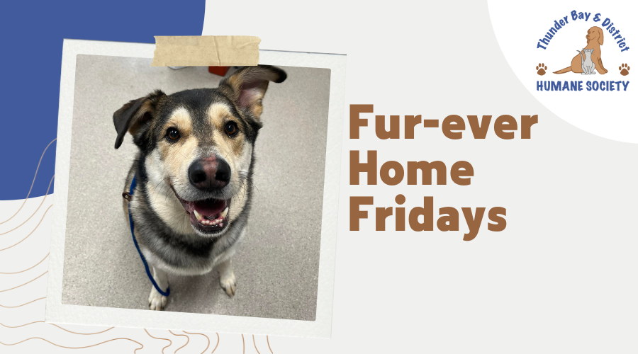 Fur-ever home Fridays: Henry