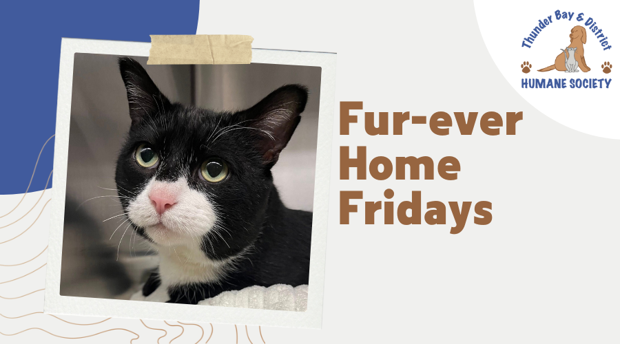 Fur-ever home Fridays: Alf