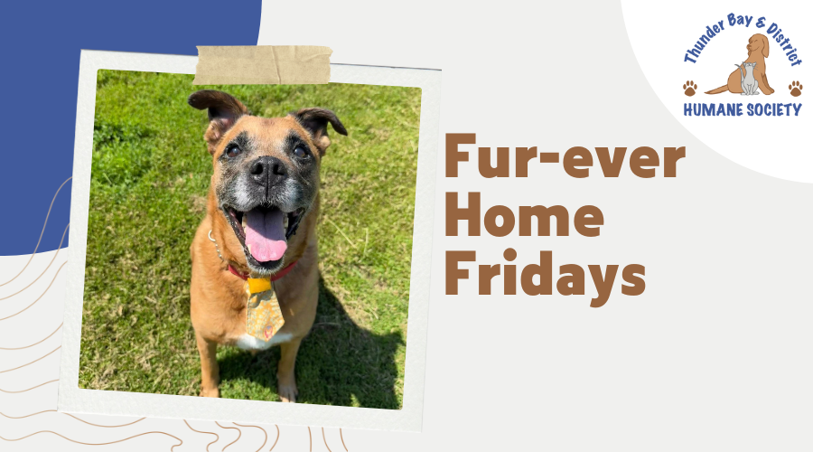 Fur-ever home Fridays: Buddy