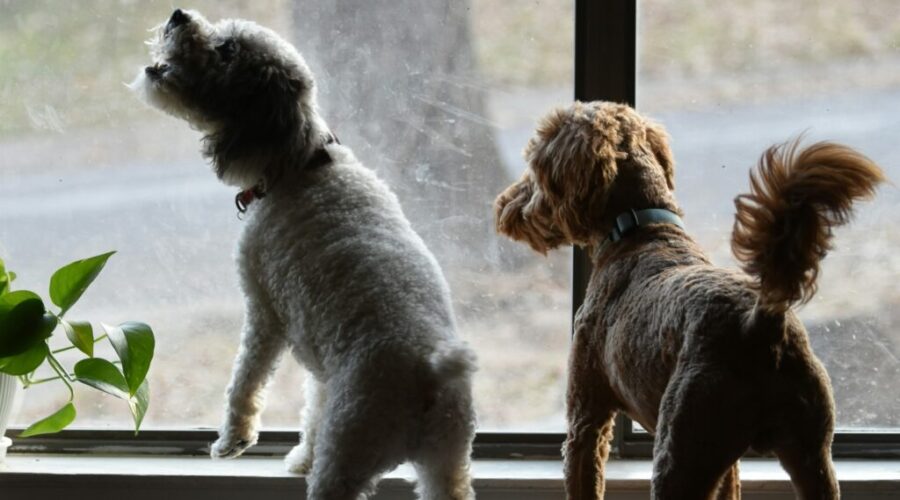 The Dog Classroom: How dogs express fear