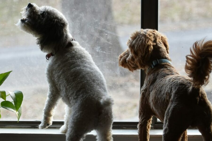 The Dog Classroom: How dogs express fear