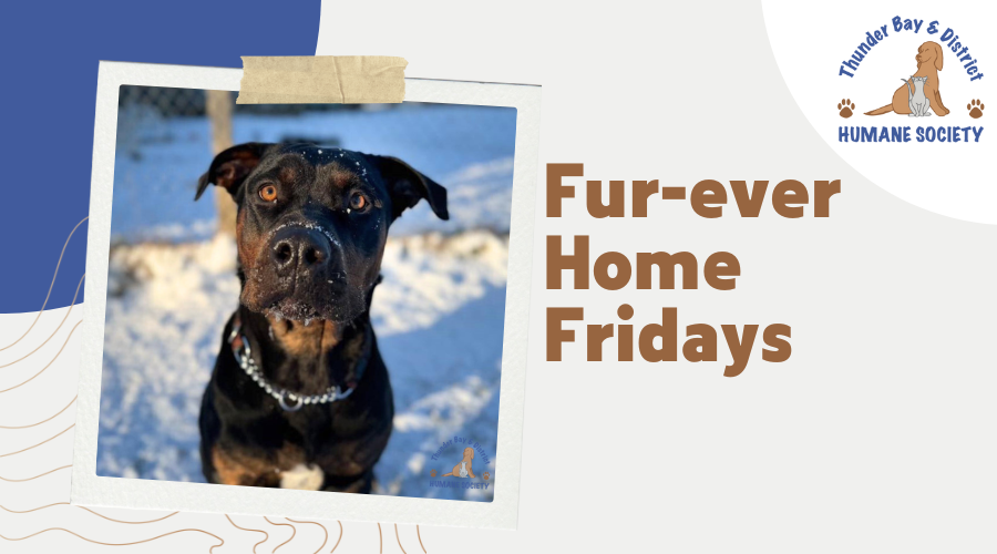 Fur-ever home Fridays: Crimson