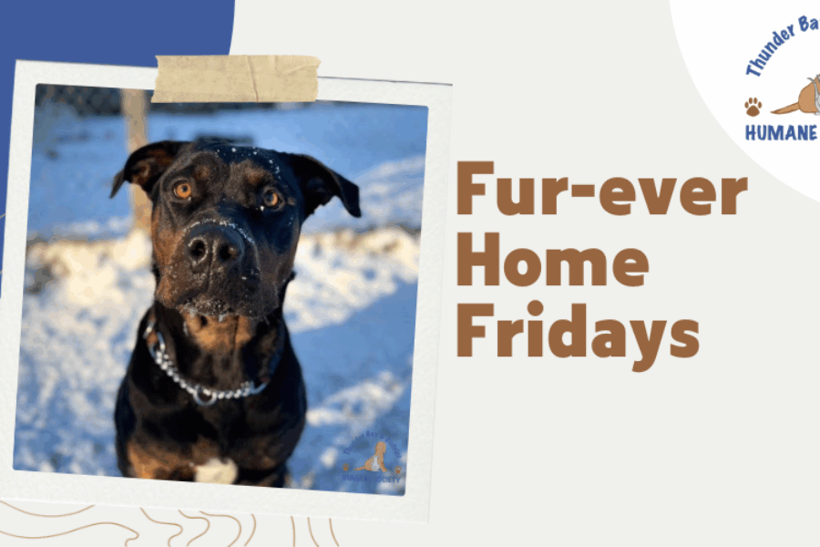 Fur-ever home Fridays: Crimson