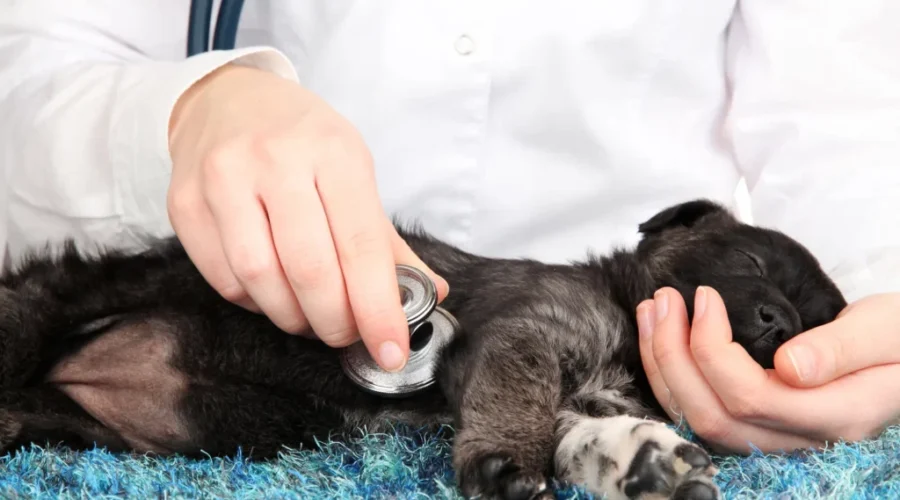 Province asked to consider incentive program to attract veterinarians to northern Ontario