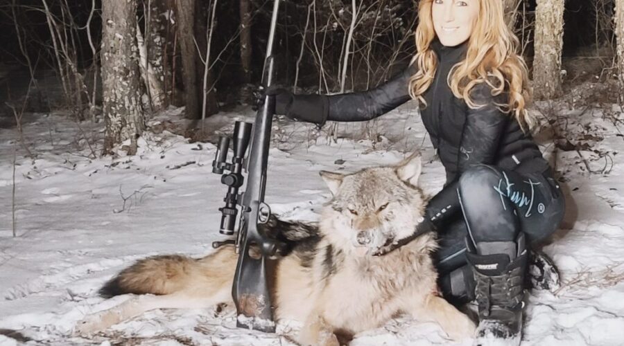 Wolf hunting in northern Ontario is about conservation, not controversy