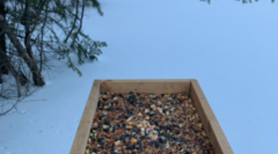 Winter? It’s for the Birds!!