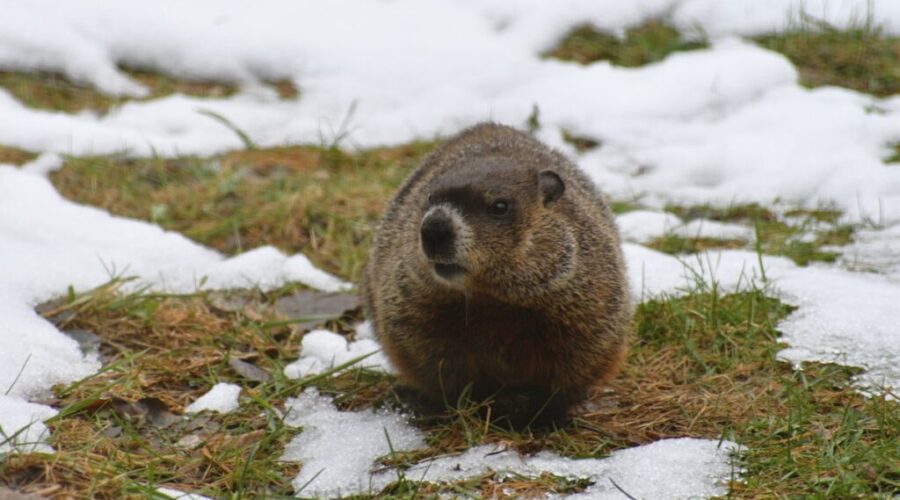 Groundhogs and a lobster make their predictions