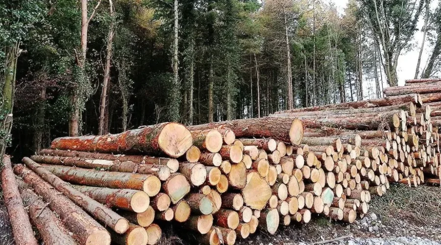 Boreal Springboard initiative looking to re-energize NWO forestry